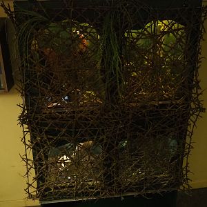 Invertebrate terraria, 2019-04-06