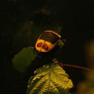 Sun beetle (Pachnoda marginata peregrina), 2019-04-06