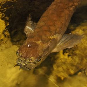 Silver arowana (Osteoglossum bicirrhosum), 2019-04-06
