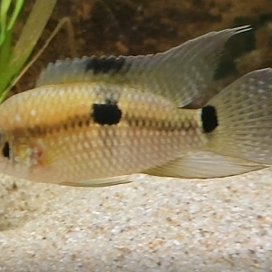 Cichlid ID