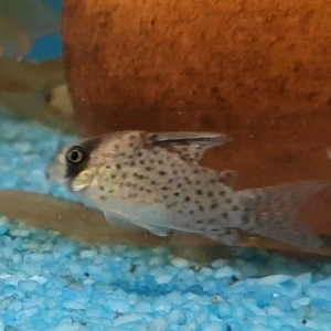 Corydoras kanei