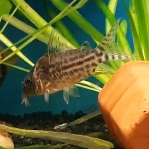 Corydoras sodalis