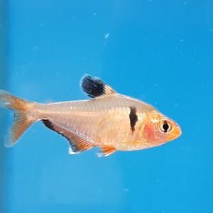 Hyphessobrycon serpae