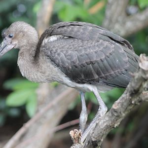 Juvenile Scarlet ibis