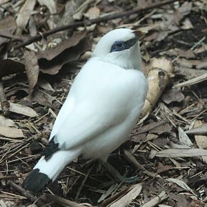 Bali myna