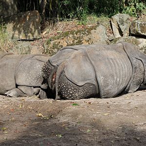 Indian rhinos