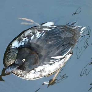 Common goldeneye
