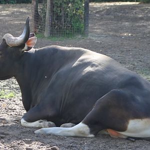 Banteng - male