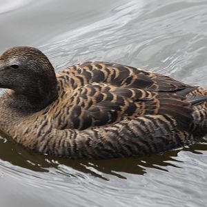 Eider - female