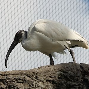 Black-headed ibis