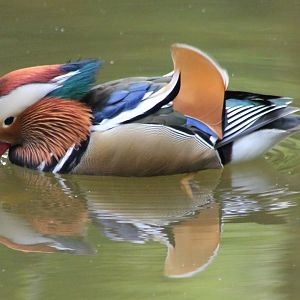 Mandarin duck