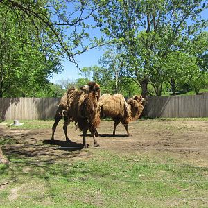 Bactrian Camel Exhibit