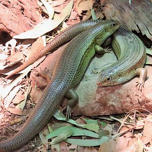 Major Skink (Bellatorias frerei)