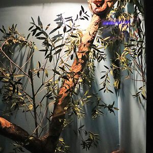 Spotted Python Enclosure