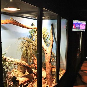 Mixed Lizard Enclosure
