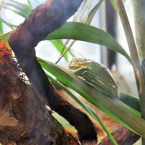 White-lipped Tree Frog (Litoria infrafrenata)