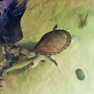 Macquarie Turtle (Emydura macquarii) and Spangled Perch (Leiopotherapon unicolor)