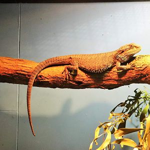 Eastern Bearded Dragon (Pogona barbata)