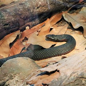 Red-bellied Black Snake (Pseudechis porphyriacus)