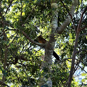 Pheasant Coucal (Centropus phasianinus phasianinus)