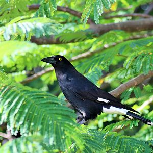 Pied Currawong (Strepera graculina graculina)