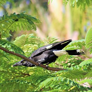 Pied Currawong (Strepera graculina graculina)