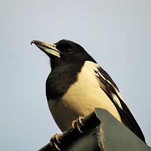 Pied Butcherbird (Cracticus nigrogularis nigrogularis)