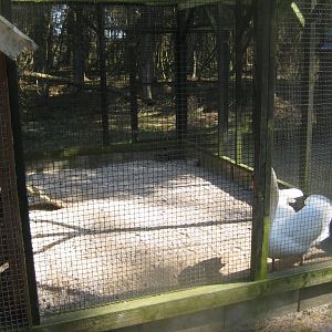 Farm Fun - Swan aviary
