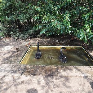 Black swan - Mandarin duck - Red-breasted goose exhibit, 2019-04-06