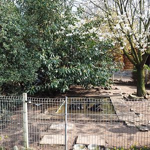 Black swan - Mandarin duck - Red-breasted goose exhibit, 2019-04-06