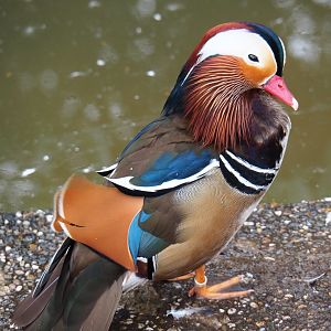 Mandarin duck drake (Aix galericulata), 2019-04-06