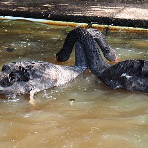 Black swans (Cygnus atratus), 2019-04-06