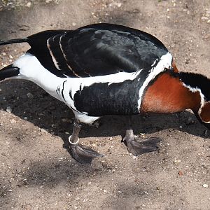 Red-breasted goose (Branta ruficollis), 2019-04-06