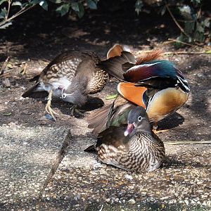 Mandarin ducks (Aix galericulata), 2019-04-06