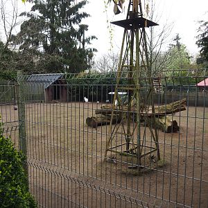 Albino red-necked wallaby and Parma wallaby paddock, 2019-04-06