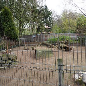 Albino red-necked wallaby and Parma wallaby paddock, 2019-04-06