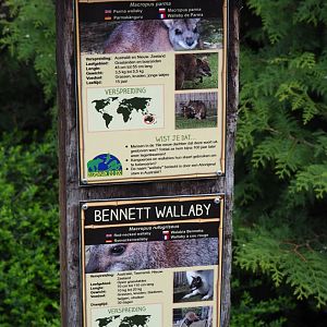 Signs Red-necked wallaby and Parma wallaby, 2019-04-06