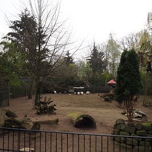 Albino red-necked wallaby and Parma wallaby paddock, 2019-04-06