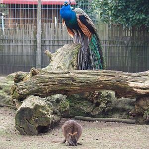 Parma wallaby (Macropus parma) and Blue peafowl (Pavo cristatus), 2019-04-06