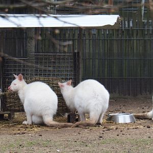Albino red-necked wallabies (Macropus rufogriseus), 2019-04-06