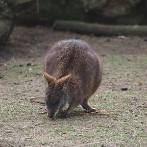 Parma wallaby (Macropus parma), 2019-04-06
