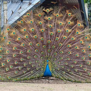 Displaying blue peafowl (Pavo cristatus), 2019-04-06