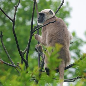 Gray langur