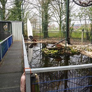 African penguin and Inca tern aviary, 2019-04-06
