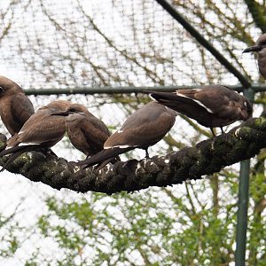 Juvenile Inca terns (Larosterna inca) on rope, 2019-04-06