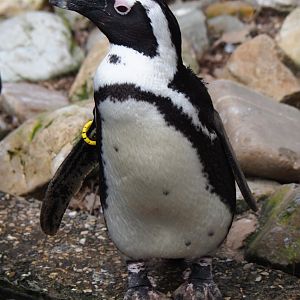 African penguin (Spheniscus demersus), 2019-04-06