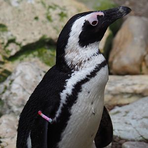 African penguin (Spheniscus demersus), 2019-04-06