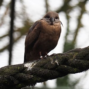 Juvenile Inca tern (Larosterna inca), 2019-04-06