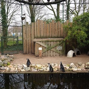 African penguin and Inca tern aviary, 2019-04-06