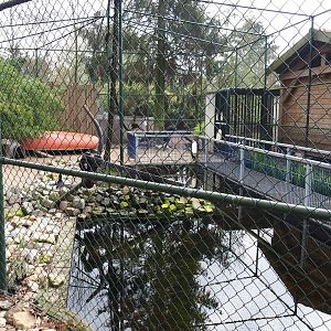 African penguin and Inca tern aviary, 2019-04-06
